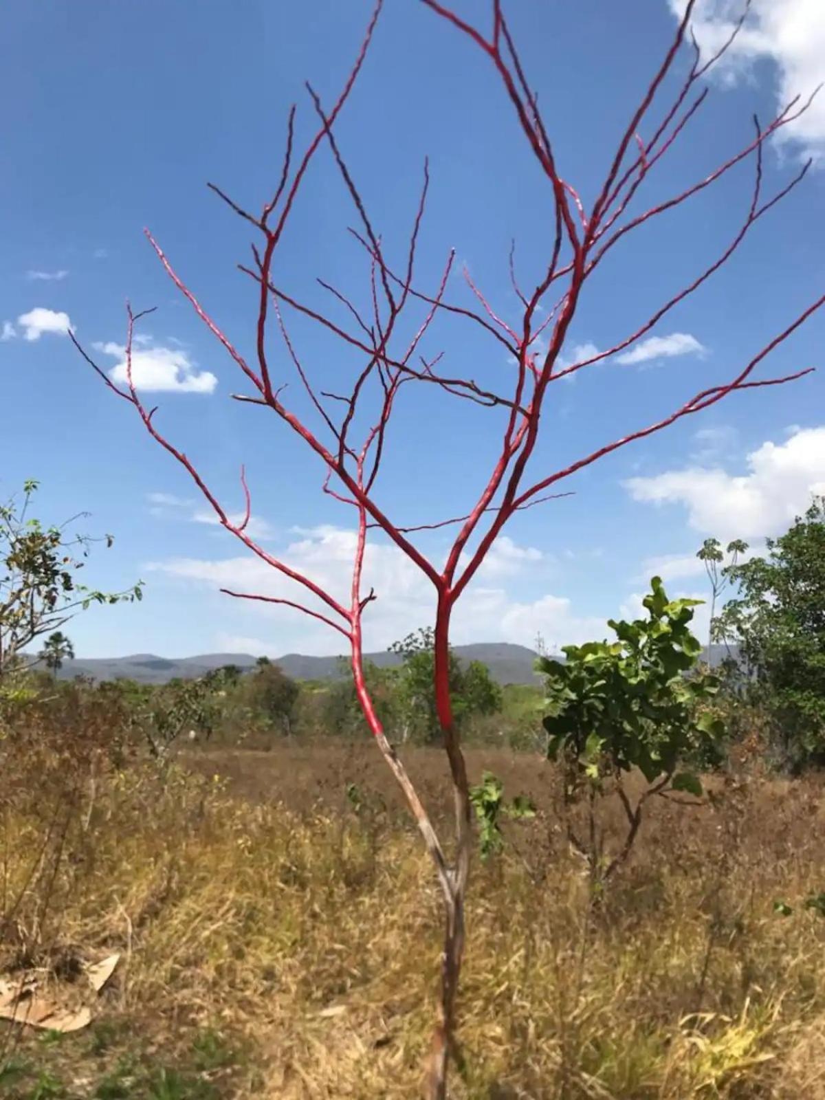 Chacara Canto Da Mata 卡瓦坎特 外观 照片